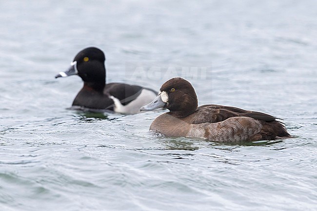 Topper, Greater Scaup, Aythya marila; Ringsnaveleend; Ring-necked Duck, Aythya collaris stock-image by Agami/Daniele Occhiato,