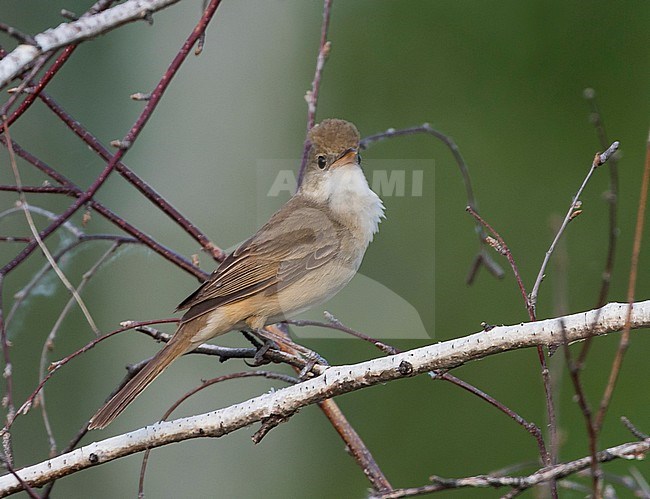 Thick-billed Warbler - Dickschnabel-Rohrsänger - Arundinax aedon ssp. aedon, Russia, adult stock-image by Agami/Ralph Martin,