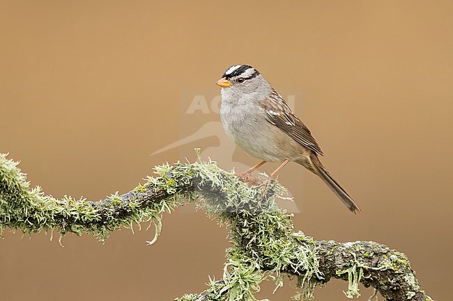 Adult 
Santa Barbara Co., CA
November 2022 stock-image by Agami/Brian E Small,