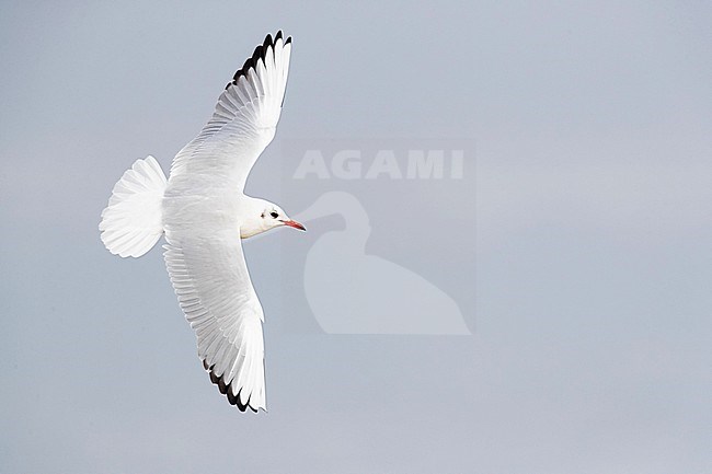 An adult Black-headed Gull (Chroicocephalus ridibundus) in winter plumage in flight photographed from above stock-image by Agami/Mathias Putze,