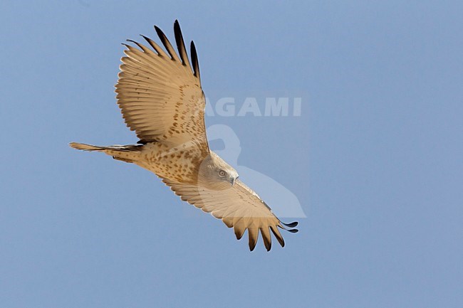 Juveniele Slangenarend in flight; Juvenile Short-toed Eagle in flight stock-image by Agami/Daniele Occhiato,