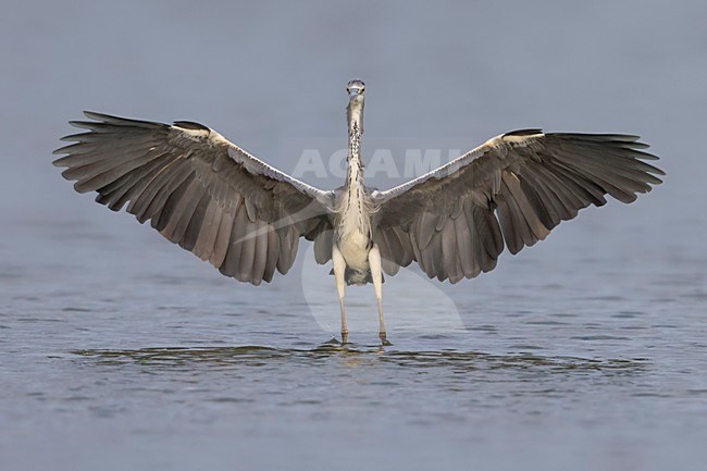Blauwe Reiger landend in water; Grey Heron landing in water stock-image by Agami/Daniele Occhiato,