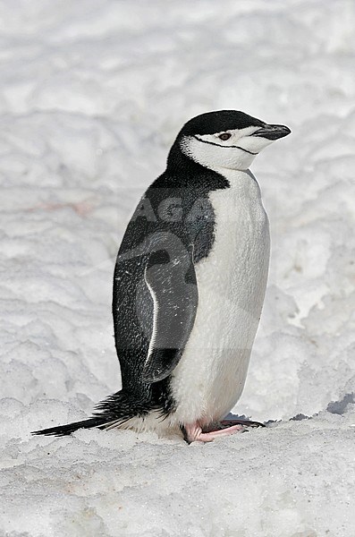 Chinstrap Penguin (Pygoscelis antarcticus) in Antarctica. Standing erect on the snow. stock-image by Agami/Pete Morris,