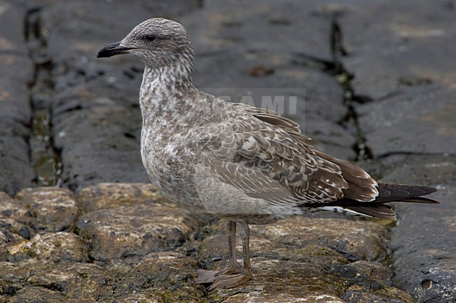 Gabbiano reale; Yellow-legged Gull; Larus michahellis atlantis stock-image by Agami/Daniele Occhiato,