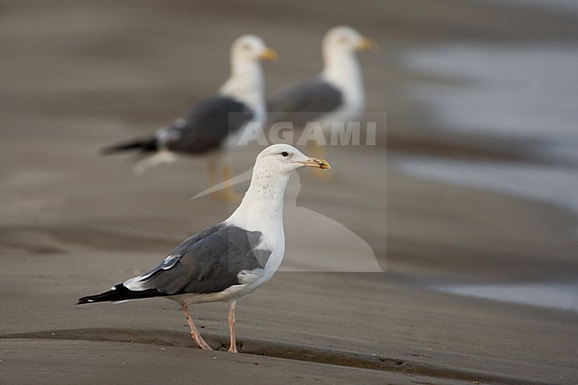 Heuglinsmeeuw op het strand; Heuglin's Gull on the beach stock-image by Agami/Daniele Occhiato,