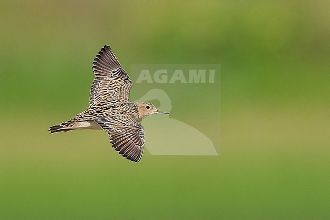 Adult breeding 
Galveston Co., TX
May 2023 stock-image by Agami/Brian E Small,