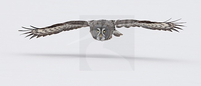 Laplanduil jagend boven besneeuwde grond; Great Grey Owl hunting above ground with snow stock-image by Agami/Markus Varesvuo,
