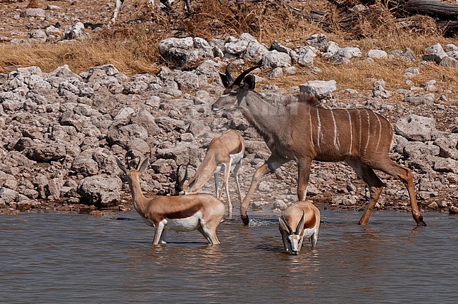 A greater kudu, Tragelaphus strepsiceros, and a springbok, Antidorcas marsupialis, wade into a waterhole to drink. Etosha National Park, Namibia. stock-image by Agami/Sergio Pitamitz,