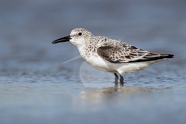 Adult non-breeding
Galveston Co., TX
April 2012 stock-image by Agami/Brian E Small,