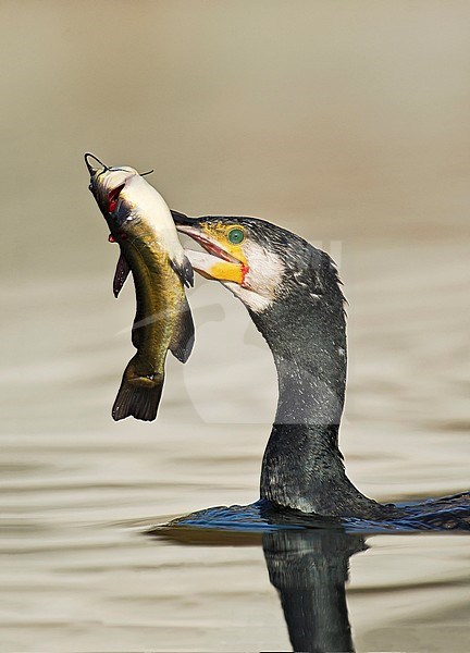 Great Cormorant (Phalacrocorax carbo) fishing with a big fish in its beak stock-image by Agami/Alain Ghignone,