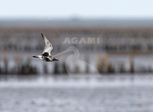 Adult Grey Plover (Pluvialis squatarola) in flight at Mandø, Wadden Sea of Denmark. stock-image by Agami/Helge Sorensen,
