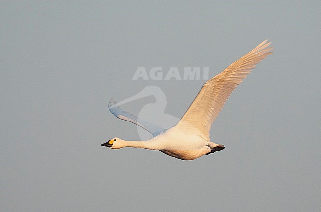 Bewick's Swan (Cygnus bewickii) wintering at Starrevaart, the Netherlands. In flight in the early morning with golden light. stock-image by Agami/Marc Guyt,