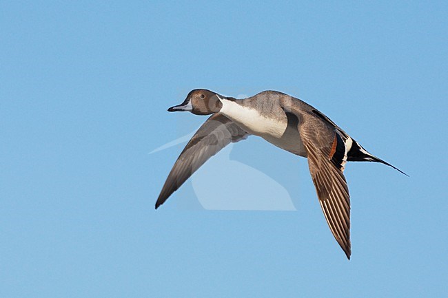 Pijlstaart mannetje in vlucht; Northern Pintail male in flight stock-image by Agami/Jari Peltomäki,