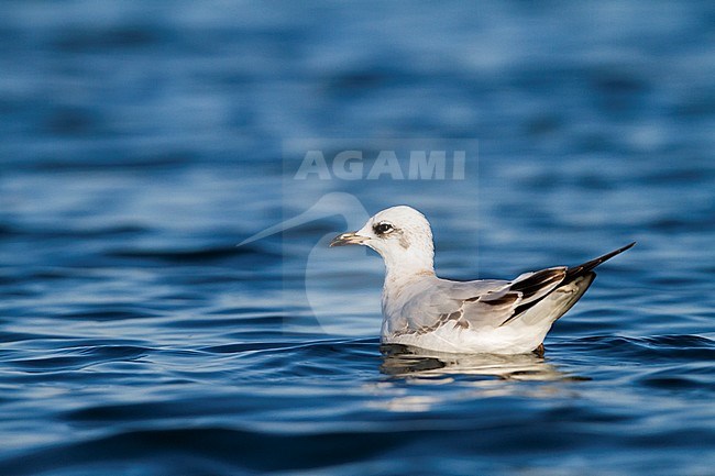 Zwartkopmeeuw, Mediterranean Gull, Ichthyaetus melanocephalus, Switzerland, 1st cy stock-image by Agami/Ralph Martin,