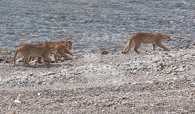 Family of wild Cougars (Puma concolor concolor) in Torres del Paine national park in Chile. Walking on side of river, female in front. stock-image by Agami/Dani Lopez-Velasco,