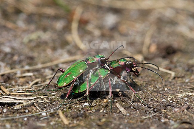 Parende Groene Zandloopkevers Nederland, Mating Green Tiger Beetles Netherlands stock-image by Agami/Wil Leurs,