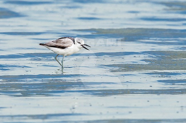 Juvenile Crab Plover in the mud of Sulaibikhat, Kuwait. January 2011. stock-image by Agami/Vincent Legrand,