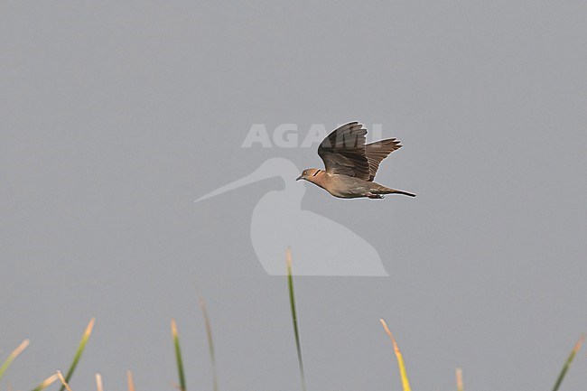 Flying adult African mourning dove (Streptopelia decipiens) . Also know as mourning collared dove. stock-image by Agami/Mathias Putze,