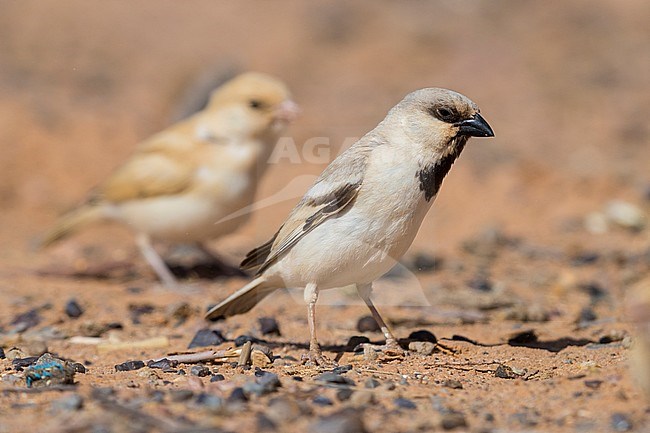 Desert Sparrow (Passer simplex saharae), adult male with a juvenile in the background stock-image by Agami/Saverio Gatto,