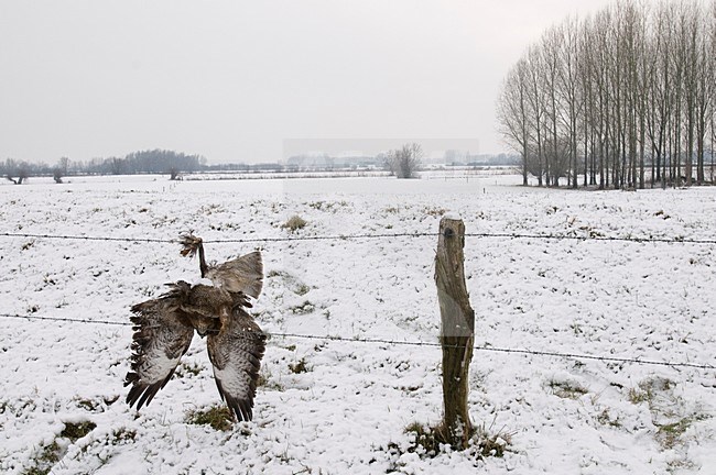 Buizerd dood in prikkeldraad, Common Buzzard dead in barbed wire stock-image by Agami/Han Bouwmeester,