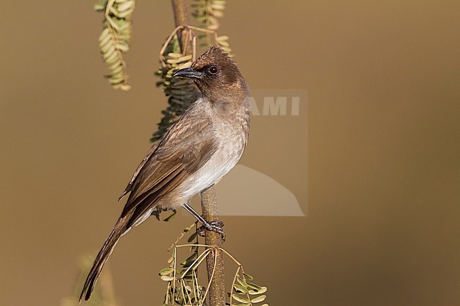 Common Bulbul - Graubülbül - Pycnonotus barbatus ssp. barbatus, Morocco stock-image by Agami/Ralph Martin,