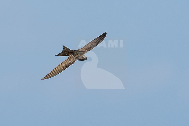 Common Swift (Apus apus) flying agains blue sky in Bulgaria. stock-image by Agami/Marcel Burkhardt,