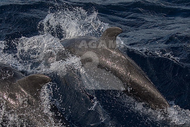 Bottlenose dolphins swimming stock-image by Agami/Pete Morris,