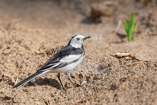 Male Amur Wagtail (Motacilla alba leucopsis) during spring migration in eastern China. stock-image by Agami/Marc Guyt,