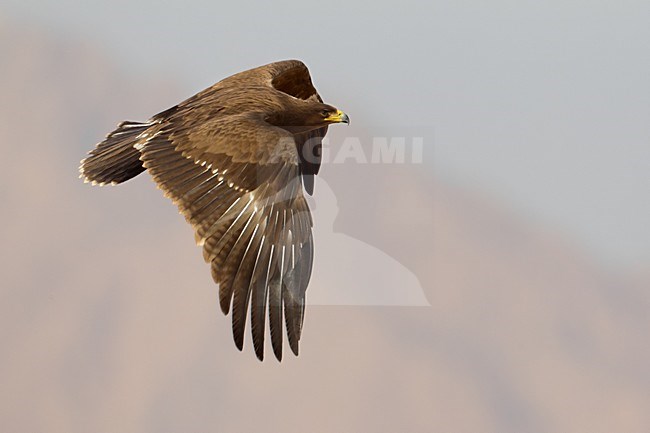 Juveniele Schreeuwarend in de vlucht; Juvenile Lesser Spotted Eagle in flight stock-image by Agami/Daniele Occhiato,