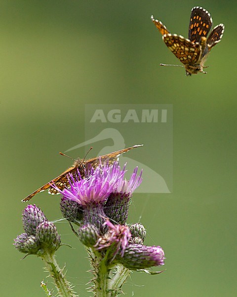 Woudparelmoervlinder / False Heath Fritillary (Melitaea diamina) stock-image by Agami/Wil Leurs,