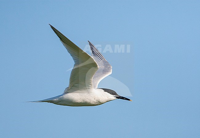 Sandwich Tern (Sterna sandvicensis) on Wadden island Texel in the Netherlands. Seen from the side in flight, showing under wing pattern. stock-image by Agami/Marc Guyt,