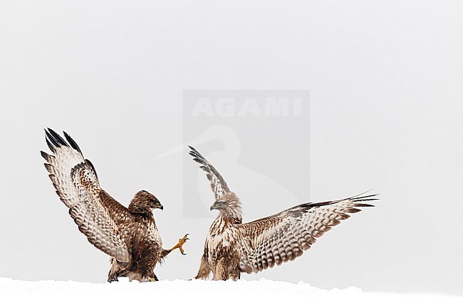 Buizerds vechtend in sneeuw; Common Buzzards fighting in snow stock-image by Agami/Bence Mate,