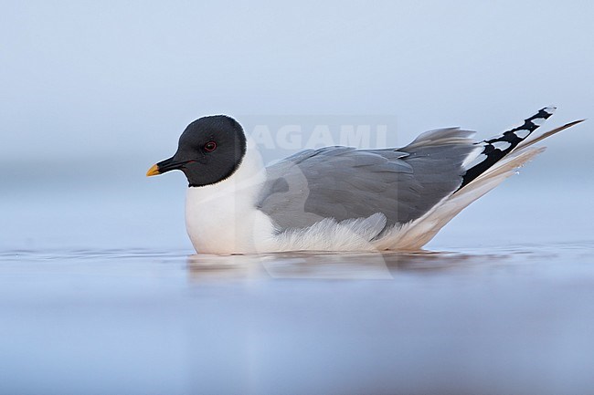 Adult Sabine's Gull (Xema sabini) in breeding plumage during the short arctic spring in Barrow, Alaska, USA in June 2018 stock-image by Agami/Dubi Shapiro,