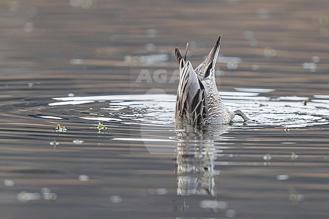 Male Northern Pintail (Anas acuta) in non breeding plumage dabbling for food stock-image by Agami/Mathias Putze,