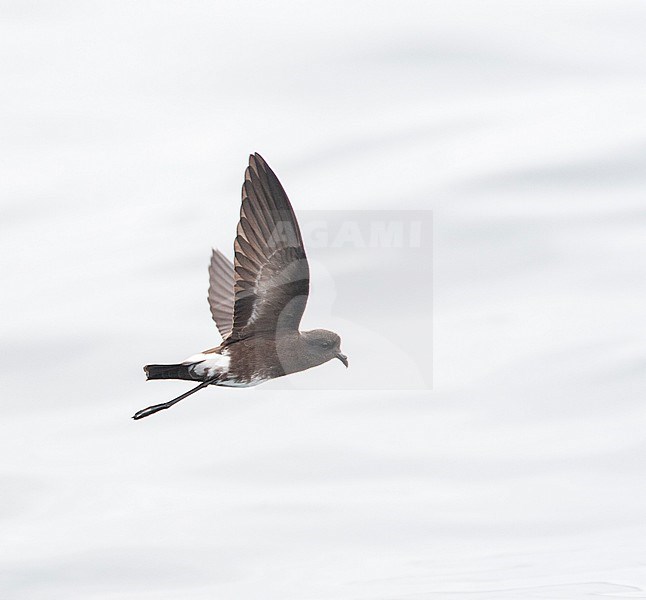 Elliot's Storm Petrel (Oceanites gracilis) flying above the sea surface on the Pacific ocean off Lima, Peru. Holding wings high above body and dangling feet. stock-image by Agami/Marc Guyt,