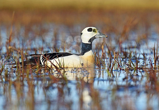 Adult male Steller's Eider (Polysticta stelleri) at the breeding area during arctic spring in Alaska, United States. Swimming in an arctic tundra pond. stock-image by Agami/Dani Lopez-Velasco,