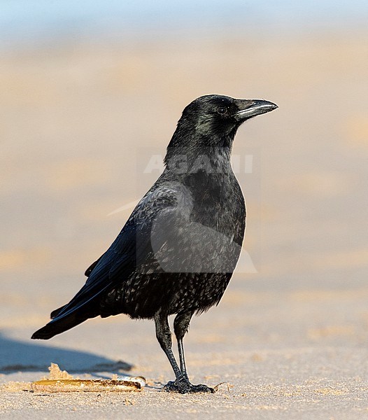Carrion Crow (Corvus corone) in Katwijk, Netherlands. Standing alert on the beach. stock-image by Agami/Marc Guyt,
