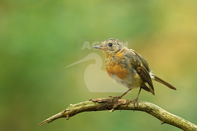 Jonge Roodborst, European Robin juvenile stock-image by Agami/Walter Soestbergen,