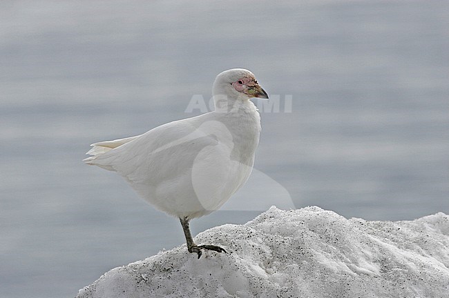 Snowy Sheathbill (Chionis albus) stock-image by Agami/Pete Morris,