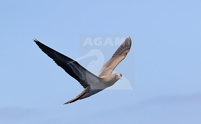 Brown Booby, Sula leucogaster stock-image by Agami/Dani Lopez-Velasco,