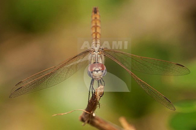 Vrouwtje Purperlibel, Female Trithemis annulata stock-image by Agami/Wil Leurs,