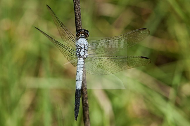 Mannetje Nesciothemis farinosa, Male Black-tailed Skimmer stock-image by Agami/Wil Leurs,