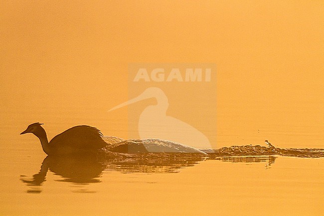 Fuut, Great Crested Grebe, Podiceps cristatus pair in territorial fight at sunrise in the mist stock-image by Agami/Menno van Duijn,