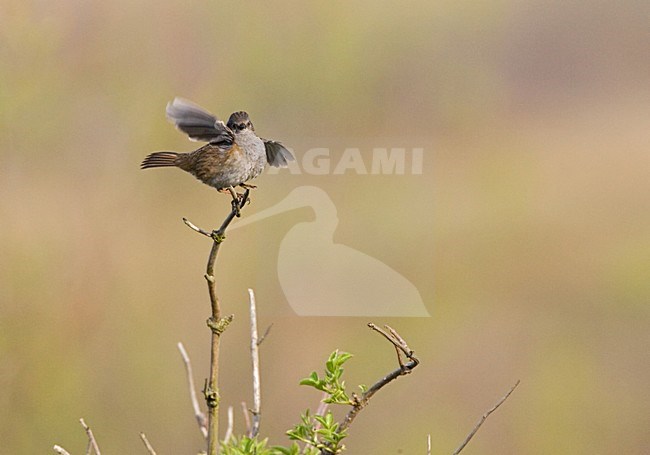 Dunnock, Heggenmus stock-image by Agami/Marc Guyt,