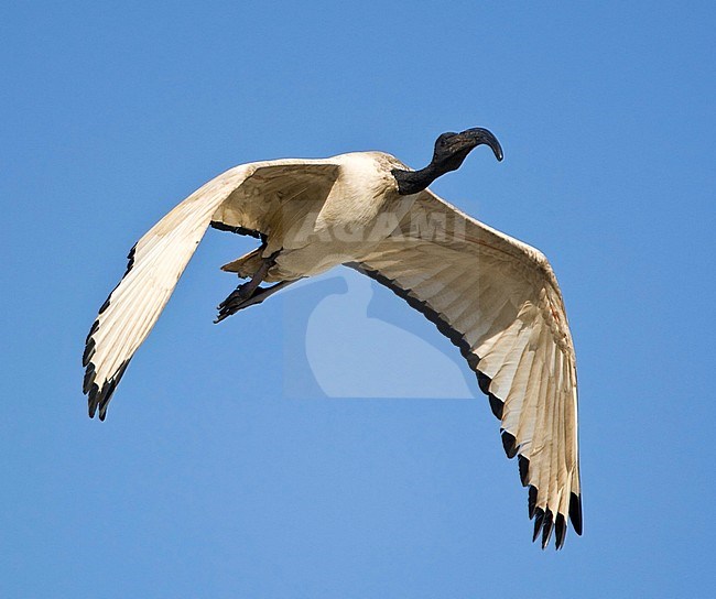 African Sacred Ibis (Threskiornis aethiopicus) in flight in South Africa, seen from the front. Flying against a blue sky as a background. stock-image by Agami/Marc Guyt,