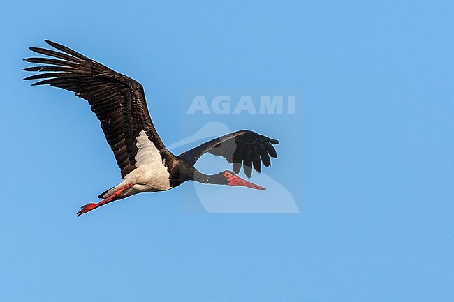 Adult Black Stork (Ciconia nigra) in flight during spring migration on the Greek island Lesvos. stock-image by Agami/Marc Guyt,