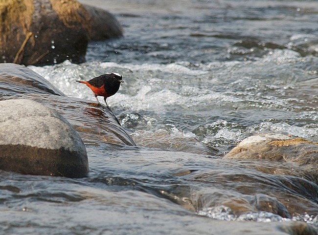 White-capped Water-Redstart (Phoenicurus leucocephalus) standing on a rock in a fast-flowing river stock-image by Agami/Marc Guyt,