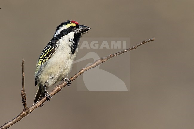 Acacia Pied Barbet (Tricholaema leucomelas) perched in a tree in Angola. stock-image by Agami/Dubi Shapiro,