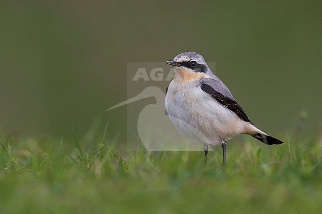 Mannetje Tapuit, Male Northern Wheatear stock-image by Agami/Daniele Occhiato,