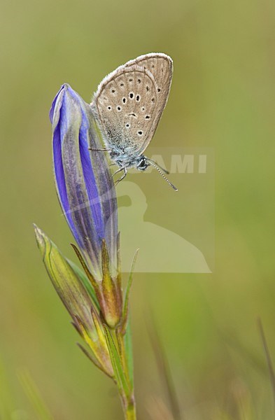 Gentiaanblauwtje op klokjesgentiaan / Alcon Blue on Marsh Gentian stock-image by Agami/Bas Mandos,